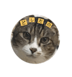猫又たまみ（個別スタンプ：16）
