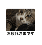 猫又たまみ（個別スタンプ：17）