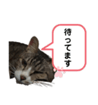 猫又たまみ（個別スタンプ：18）