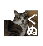 猫又たまみ（個別スタンプ：19）