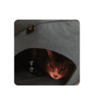 猫又たまみ（個別スタンプ：20）