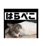 猫又たまみ（個別スタンプ：21）