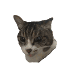 猫又たまみ（個別スタンプ：22）