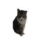 猫又たまみ（個別スタンプ：23）