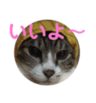 猫又たまみ（個別スタンプ：24）