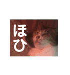 猫又たまみ（個別スタンプ：26）