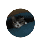猫又たまみ（個別スタンプ：27）