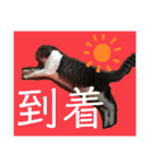 猫又たまみ（個別スタンプ：28）