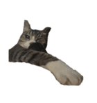 猫又たまみ（個別スタンプ：30）