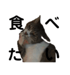 猫又たまみ（個別スタンプ：32）