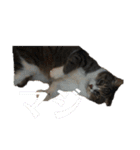 猫又たまみ（個別スタンプ：34）