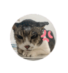 猫又たまみ（個別スタンプ：36）