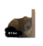 猫又たまみ（個別スタンプ：38）