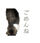 猫又たまみ（個別スタンプ：39）
