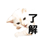 I am Gyoza！！！（個別スタンプ：2）