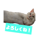 I am Gyoza！！！（個別スタンプ：5）