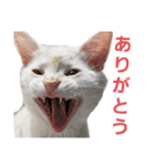 I am Gyoza！！！（個別スタンプ：6）