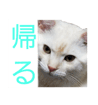 I am Gyoza！！！（個別スタンプ：8）