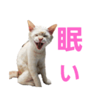 I am Gyoza！！！（個別スタンプ：10）