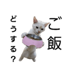 I am Gyoza！！！（個別スタンプ：11）