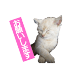 I am Gyoza！！！（個別スタンプ：13）