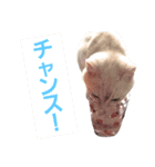 I am Gyoza！！！（個別スタンプ：16）