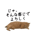 台湾の美味しいスタンプ 2（個別スタンプ：13）