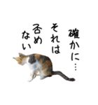 台湾の美味しいスタンプ 2（個別スタンプ：14）