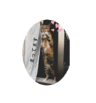 あたしTAMTAM（個別スタンプ：11）