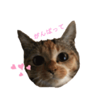 あたしTAMTAM（個別スタンプ：13）