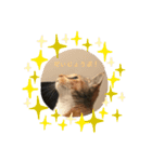 あたしTAMTAM（個別スタンプ：14）