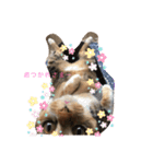 あたしTAMTAM（個別スタンプ：15）
