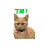 愛しのほたてとししゃも（個別スタンプ：1）