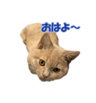 愛しのほたてとししゃも（個別スタンプ：2）