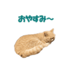 愛しのほたてとししゃも（個別スタンプ：3）