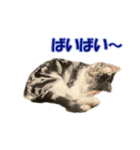 愛しのほたてとししゃも（個別スタンプ：4）