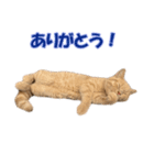 愛しのほたてとししゃも（個別スタンプ：6）