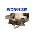 愛しのほたてとししゃも（個別スタンプ：7）