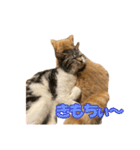 愛しのほたてとししゃも（個別スタンプ：8）