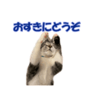 愛しのほたてとししゃも（個別スタンプ：9）