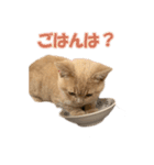 愛しのほたてとししゃも（個別スタンプ：10）