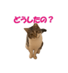 愛しのほたてとししゃも（個別スタンプ：13）