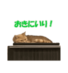 愛しのほたてとししゃも（個別スタンプ：16）