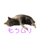 ミッピ（個別スタンプ：5）