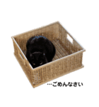 ウチノネコネコネコネコ（個別スタンプ：10）