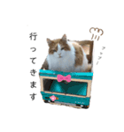 うちのニャンズたち（個別スタンプ：4）