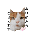 うちのニャンズたち（個別スタンプ：11）