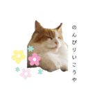 うちのニャンズたち（個別スタンプ：13）