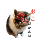 うちのニャンズたち（個別スタンプ：15）