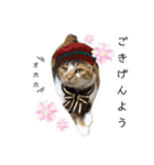 うちのニャンズたち（個別スタンプ：16）